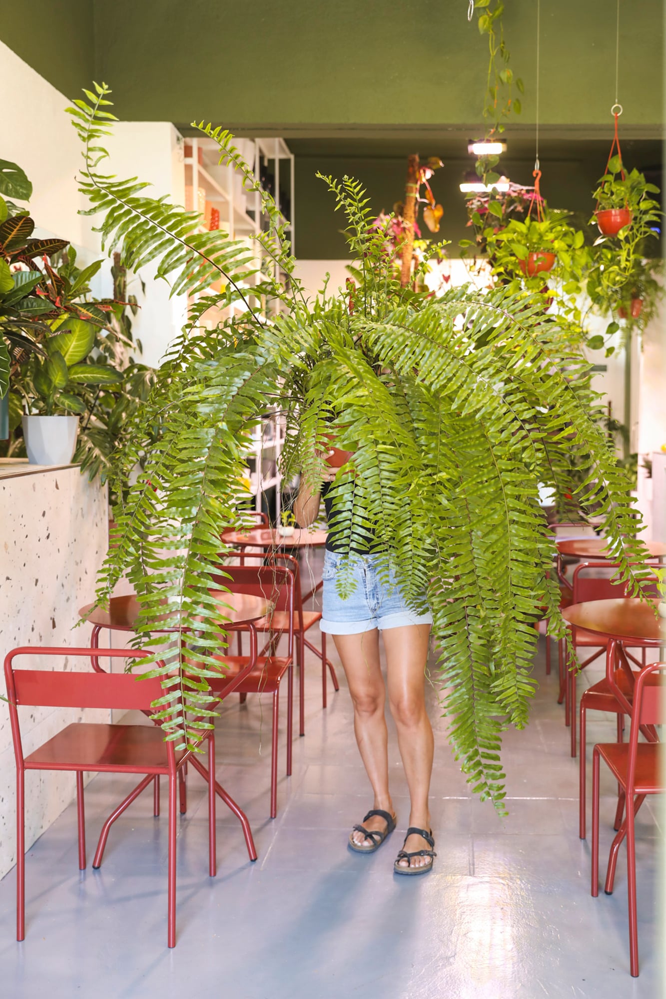 Los helechos colgantes son parte del universo verde que caracteriza a Ada, un local donde plantas y café conviven en un mismo ambiente