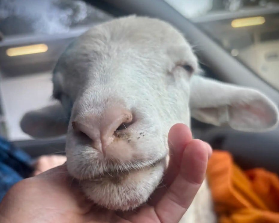 Jilly, la oveja que se hizo viral en las redes sociales
