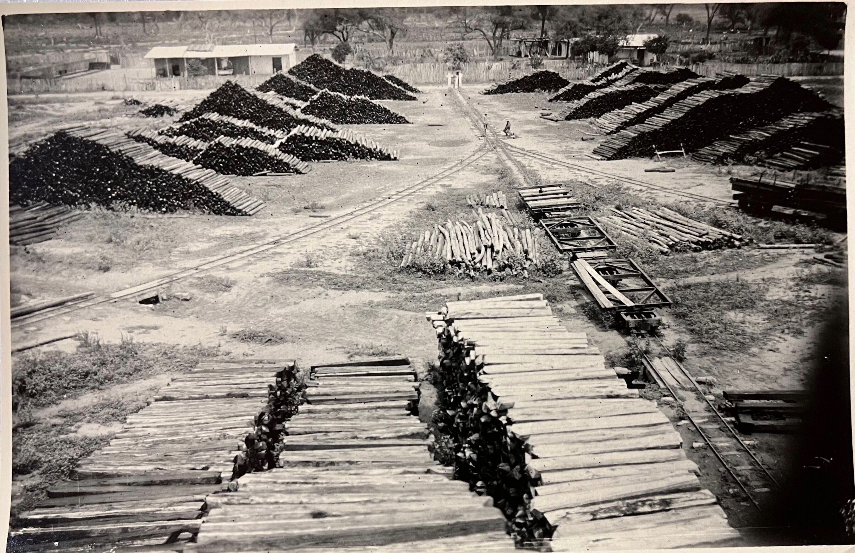 Circa 1930. Acopio de durmientes en el obraje del Chaco Santiagueño: con ellos se construyó el tendido del ferrocarril de todo el Norte argentino