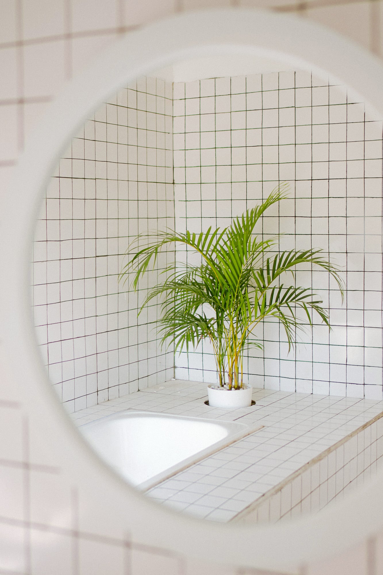 Las imágenes en redes suelen mostrar suculentas, cactus o lavandas junto al espejo, pero estas especies no soportan ni la humedad ni la falta de sol