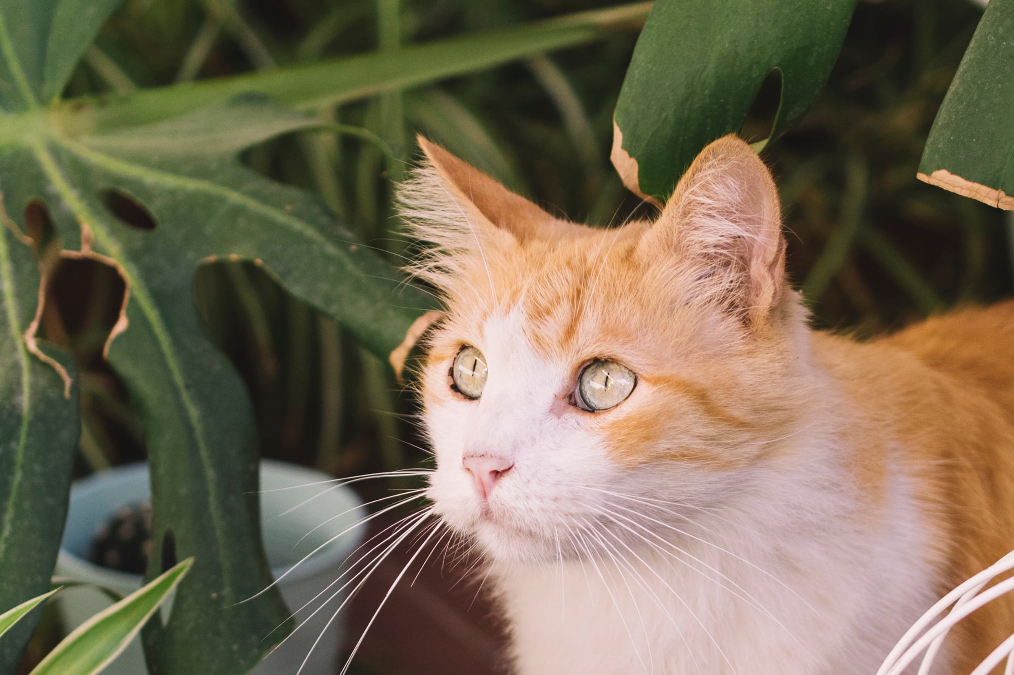 Las plantas ideales para los hogares con gatos