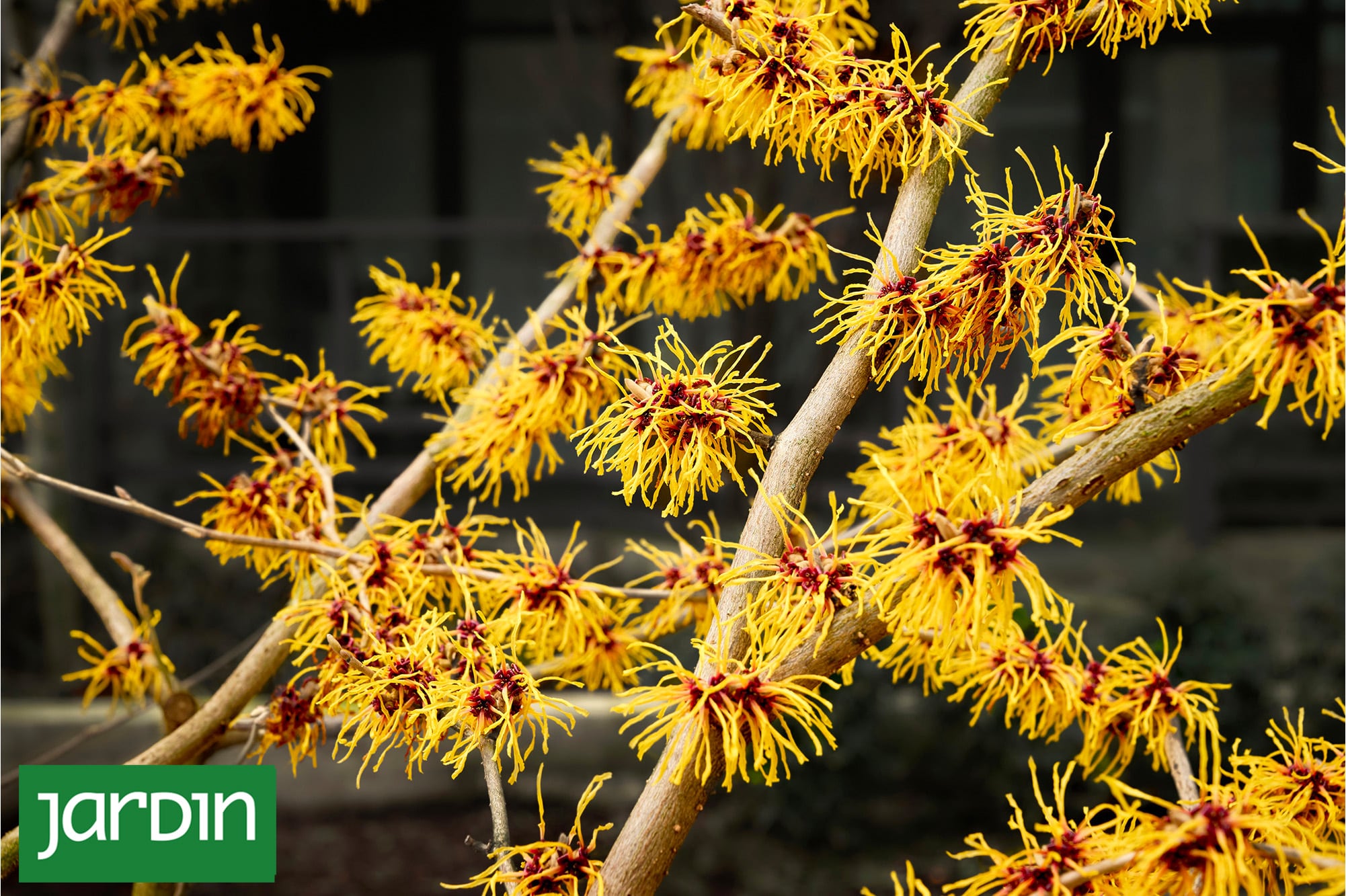Las joyas olvidadas de los jardines de antes que vuelven a enamorar