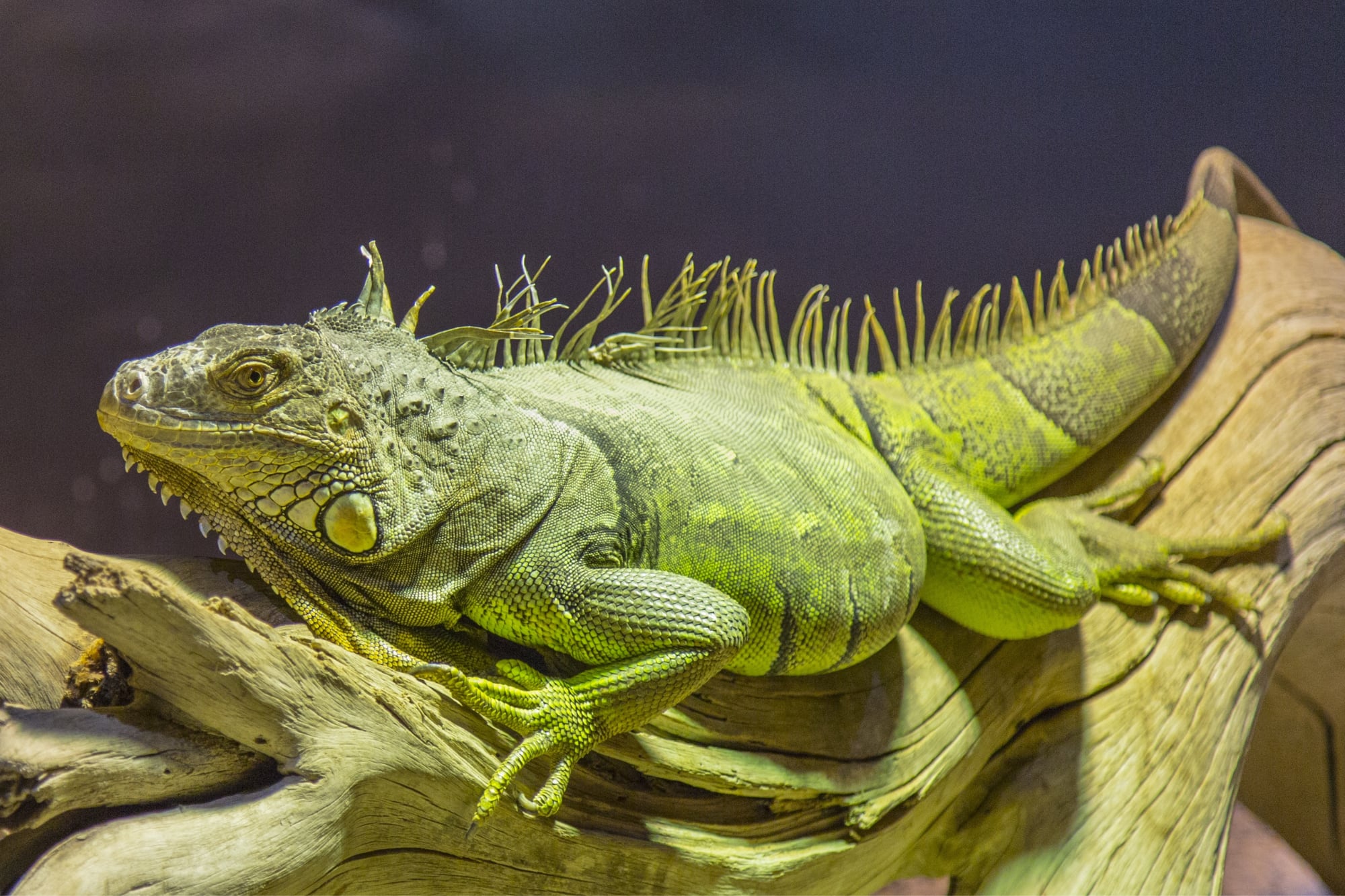 La FWC clasifica a la iguana verde como una especie invasora no nativa y permite capturarla y sacrificarla humanitariamente en propiedades privadas con autorización del dueño
