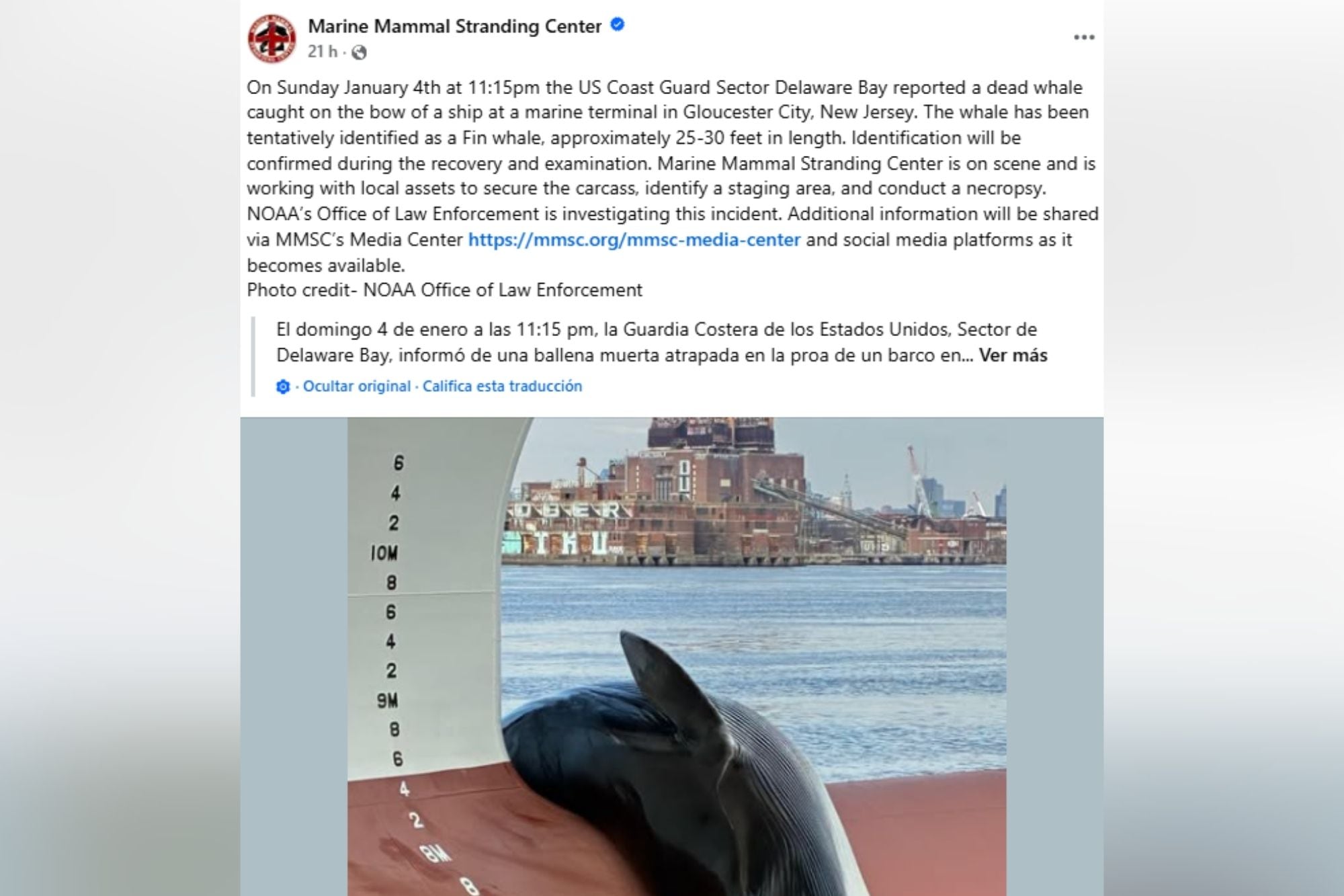 Las autoridades de Nueva Jersey hallaron una ballena muerta en un puerto