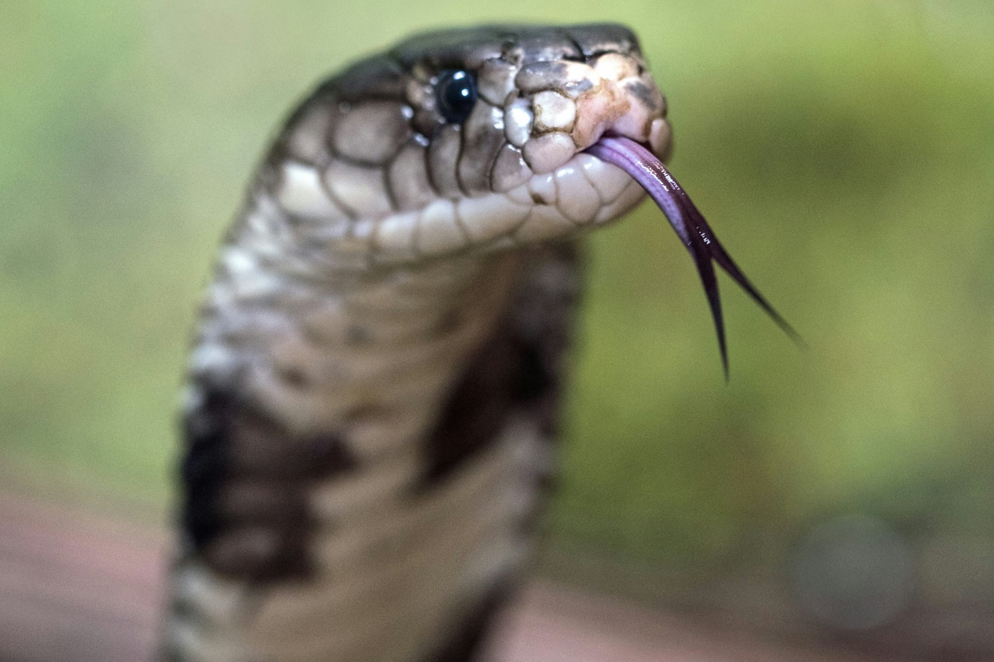 El comienzo de la temporada de serpientes en Texas