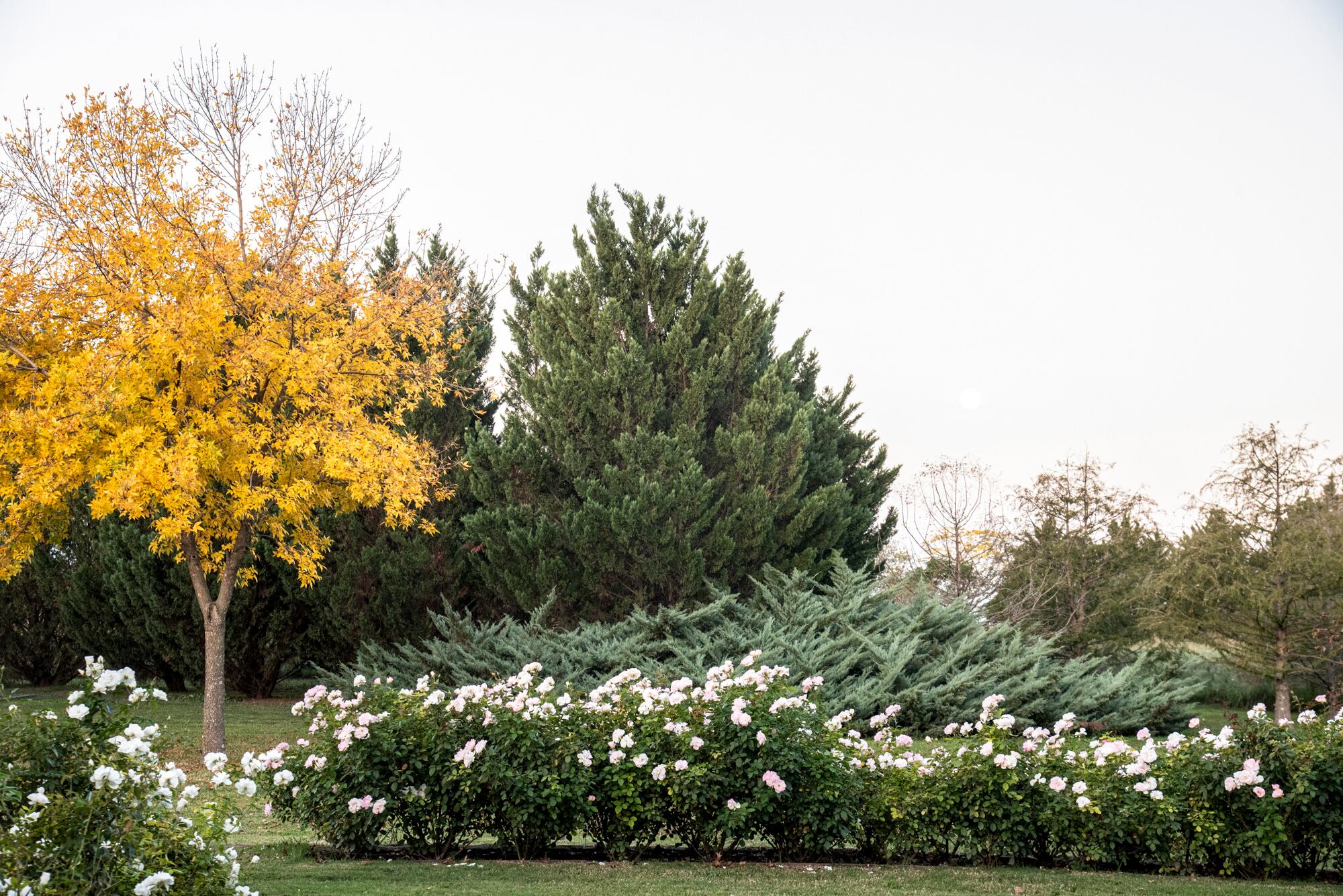 Los colores del otoño no se transforman en textura, calidez y contraste para jardines con alma urbana