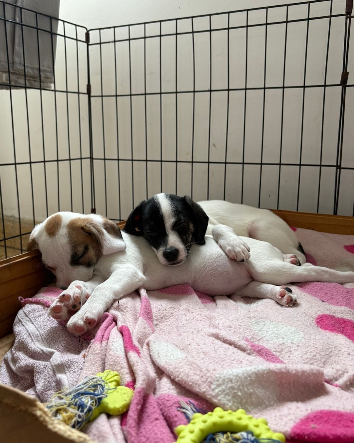 Las dos cachorras podrían ser adoptadas juntas (Foto: Instagram @patitasalrescate)