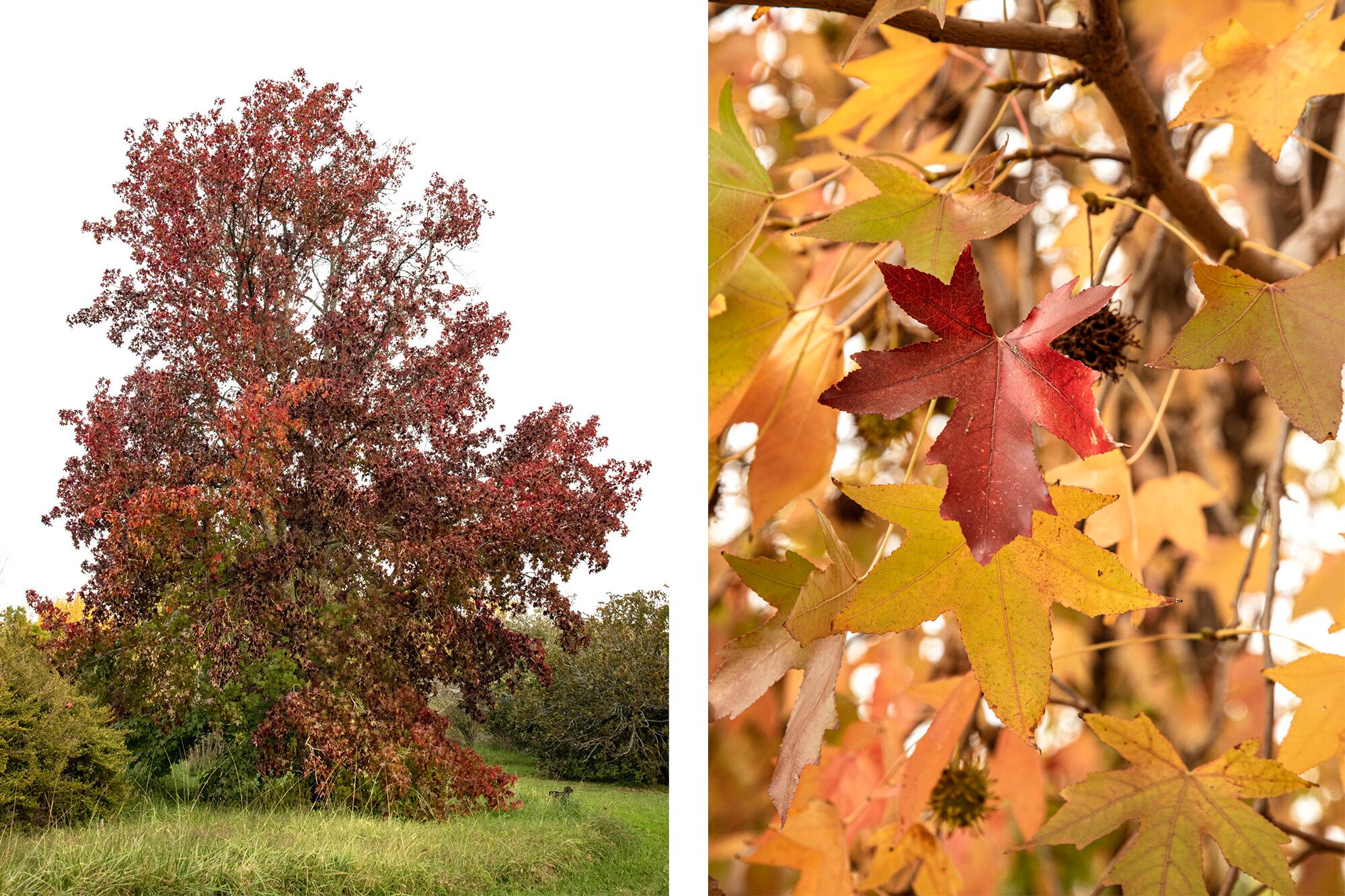 Liquidambar styraciflua, con su follaje dorado, tonos tierra y rojizo por momentos