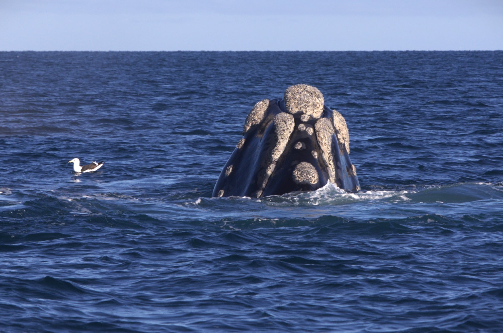 Las ballenas llegan al Golfo Nuevo para aparearse y parir.