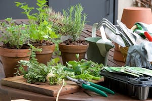 Por qué cultivar un jardín con hierbas aromáticas