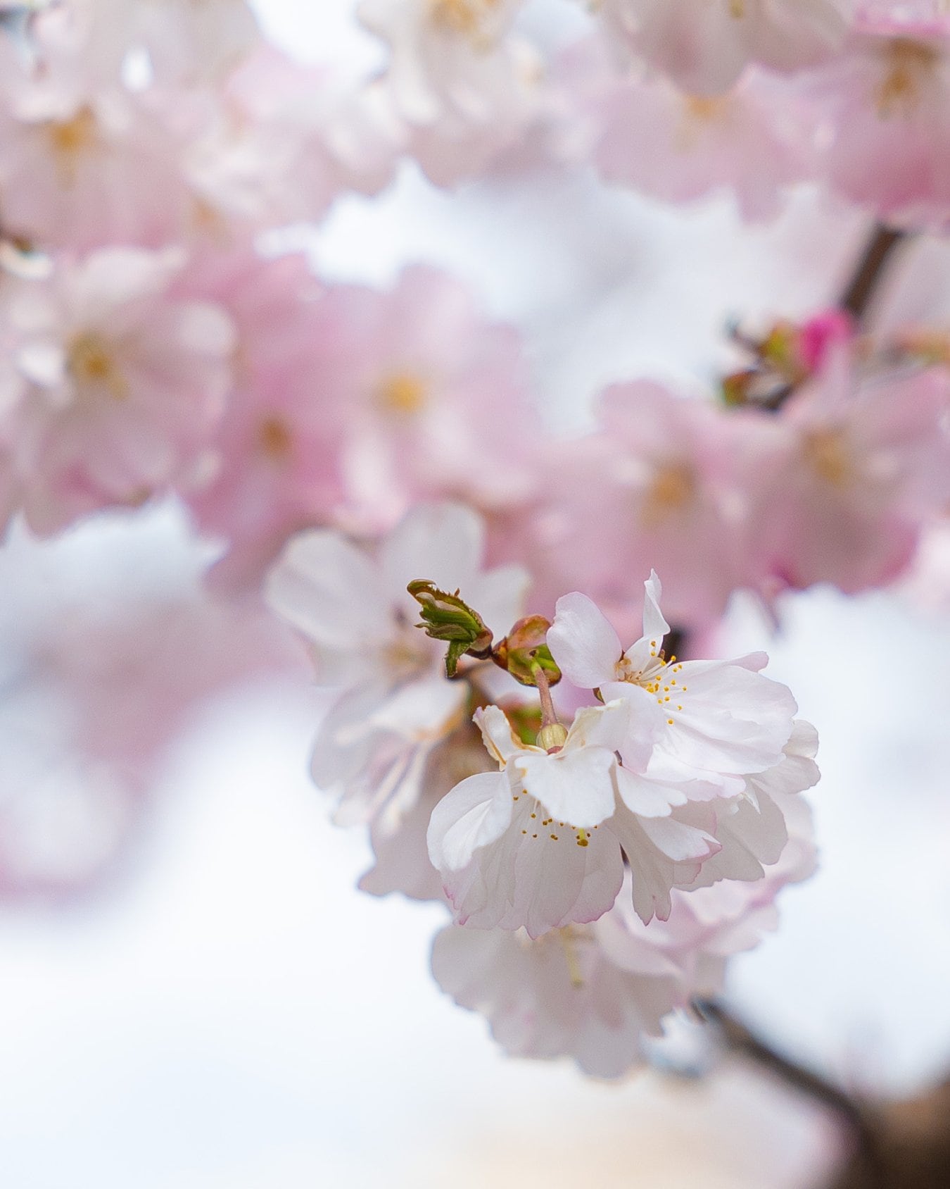 Las temperaturas frescas y la humedad característica de la primavera en Chicago suelen retrasar la apertura de los brotes, al permitir que el proceso sea progresivo y escalonado