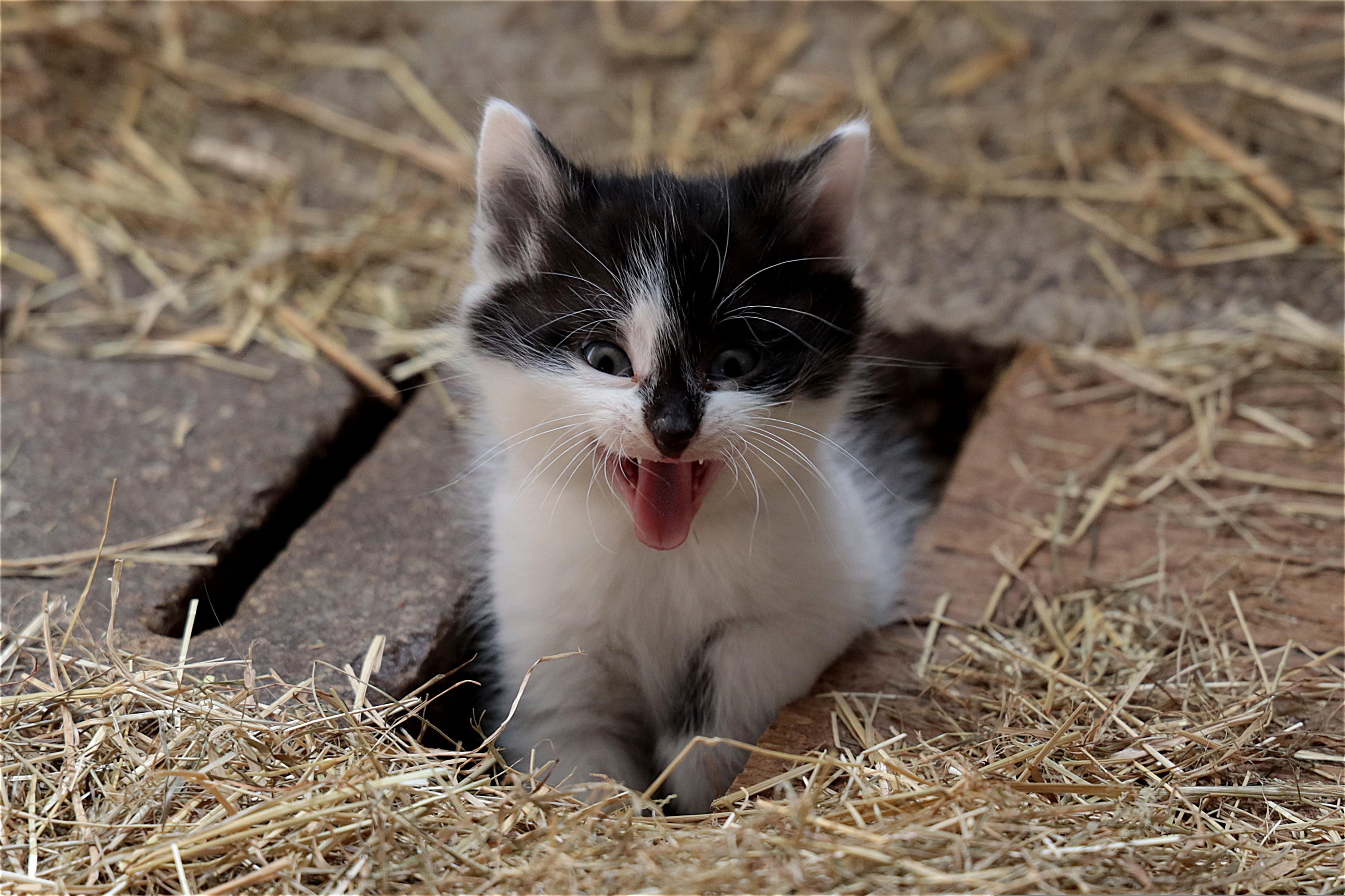 Se recomienda tener una litera por cada gato más una extra por las dudas