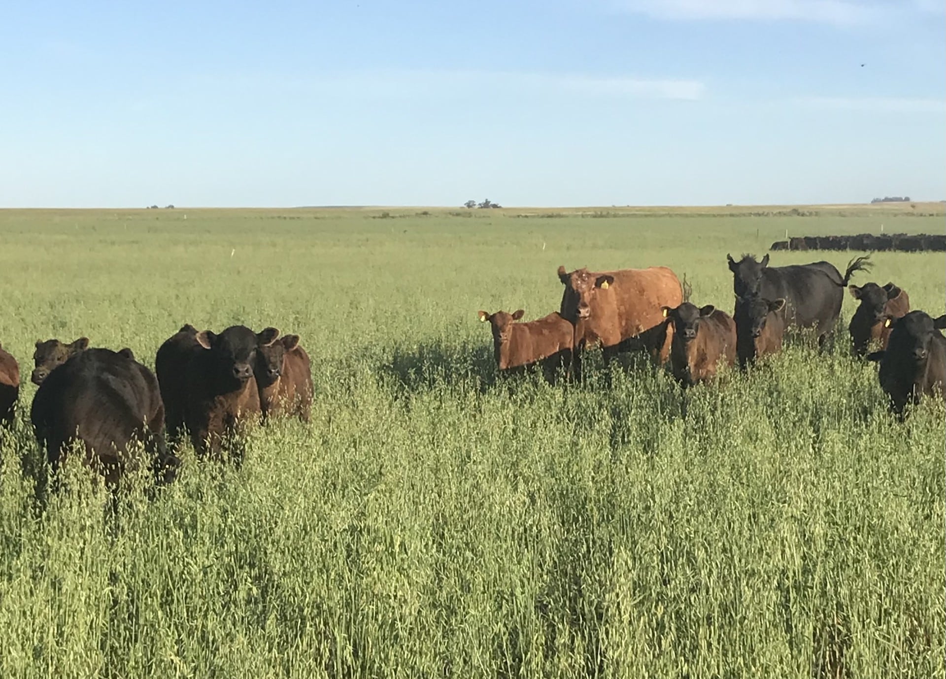 Vacas en avena