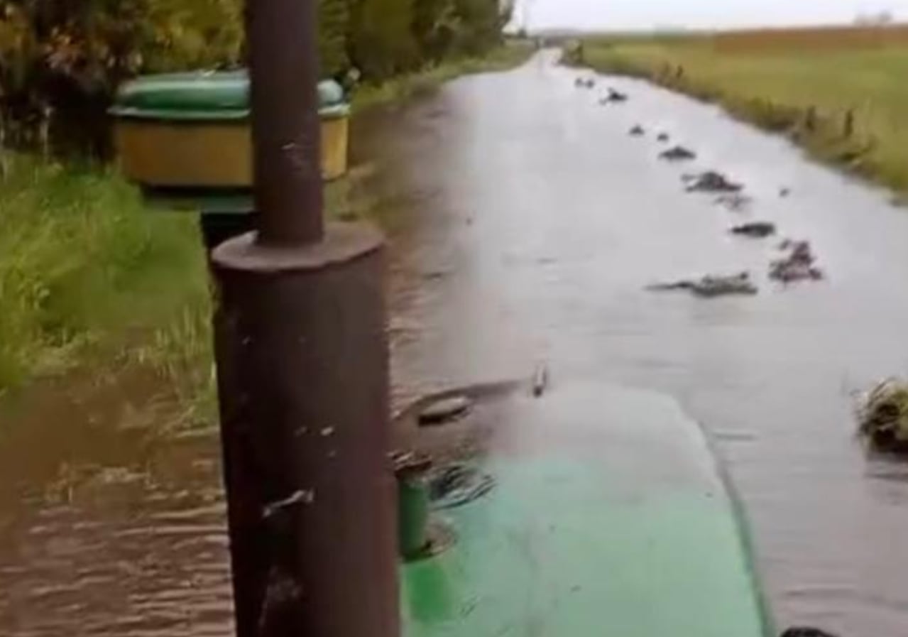 En 9 de Julio, la cosecha avanza muy por debajo de lo habitual, afectada por el exceso de agua y el deterioro de los caminos