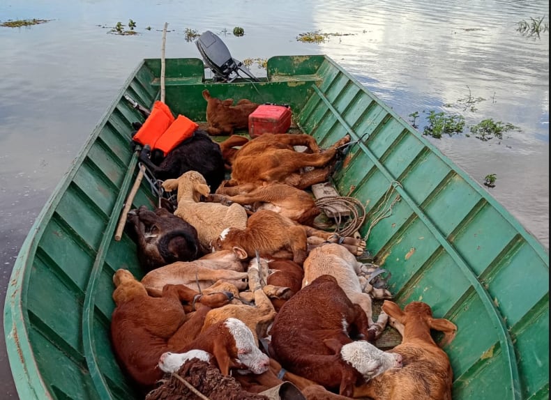 Horas decisivas: la fecha límite que obliga a una región a sacar 11.000 vacas en medio de la urgencia por la crecida del Paraná