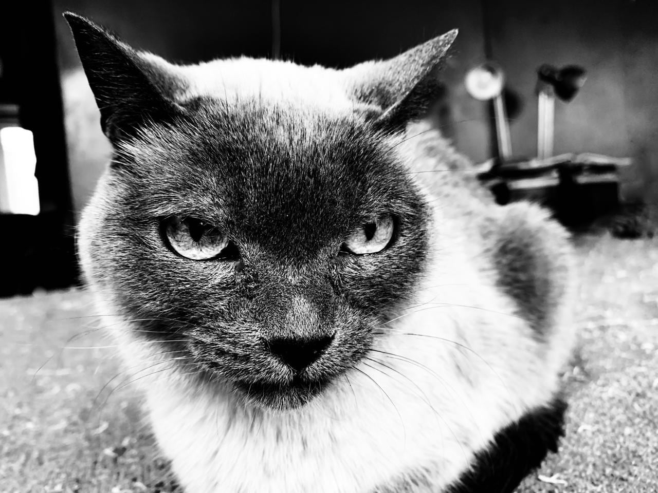 Después de un día difícil, escuchó un extraño sonido cuando llegó a su casa: “Su estado de salud era alarmante”