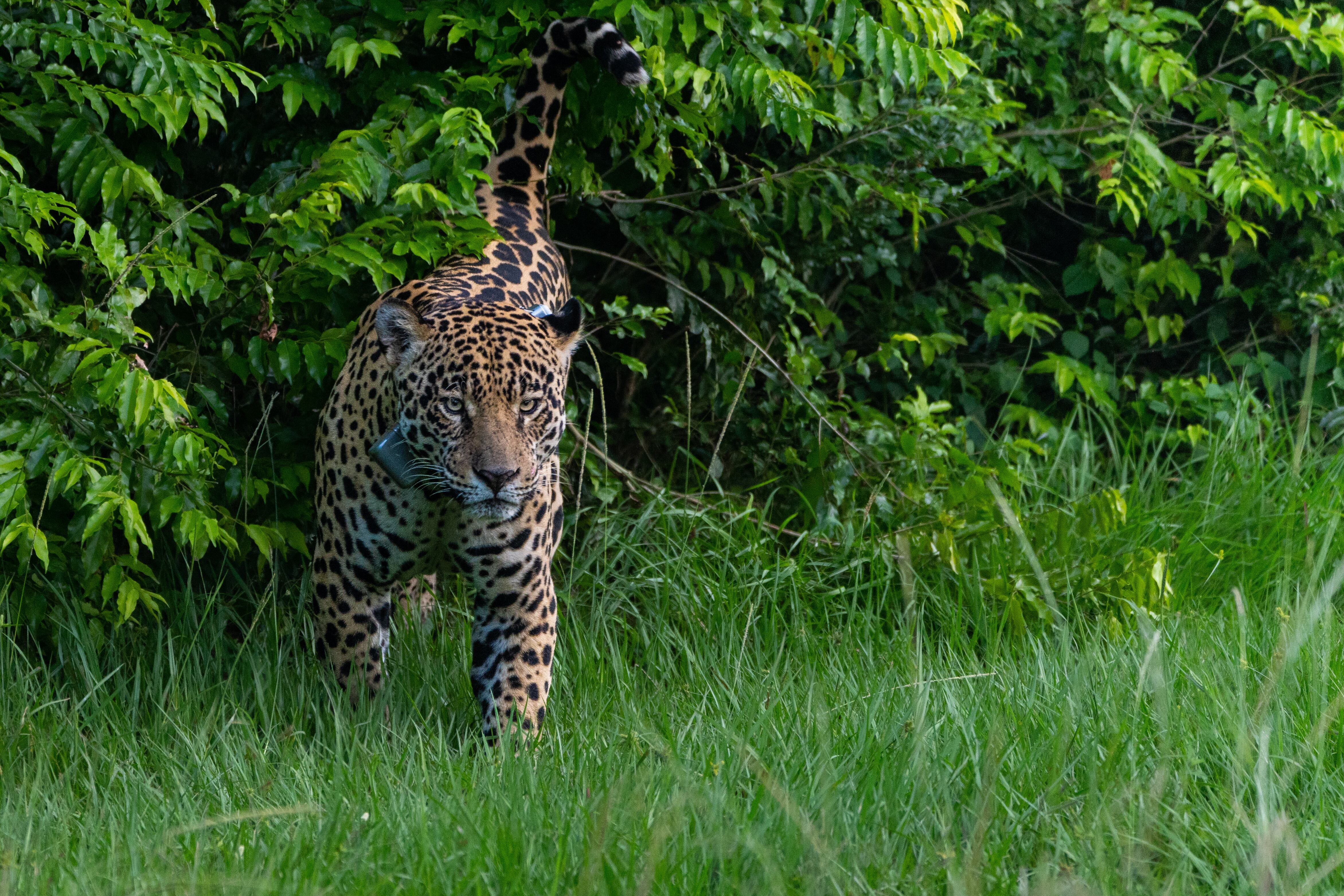 El yaguareté es el tercer felino más grande del mundo, después del león y el tigre. (Sebastián Navajas)