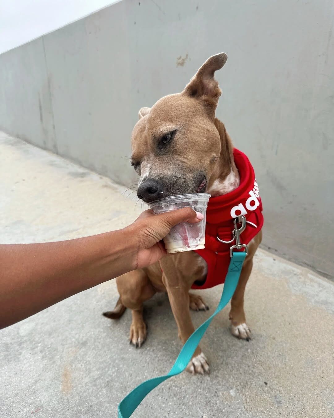 En el video, se la puede ver corriendo libre entre la arena y las olas (Foto: Instagram @wagsandwalks)