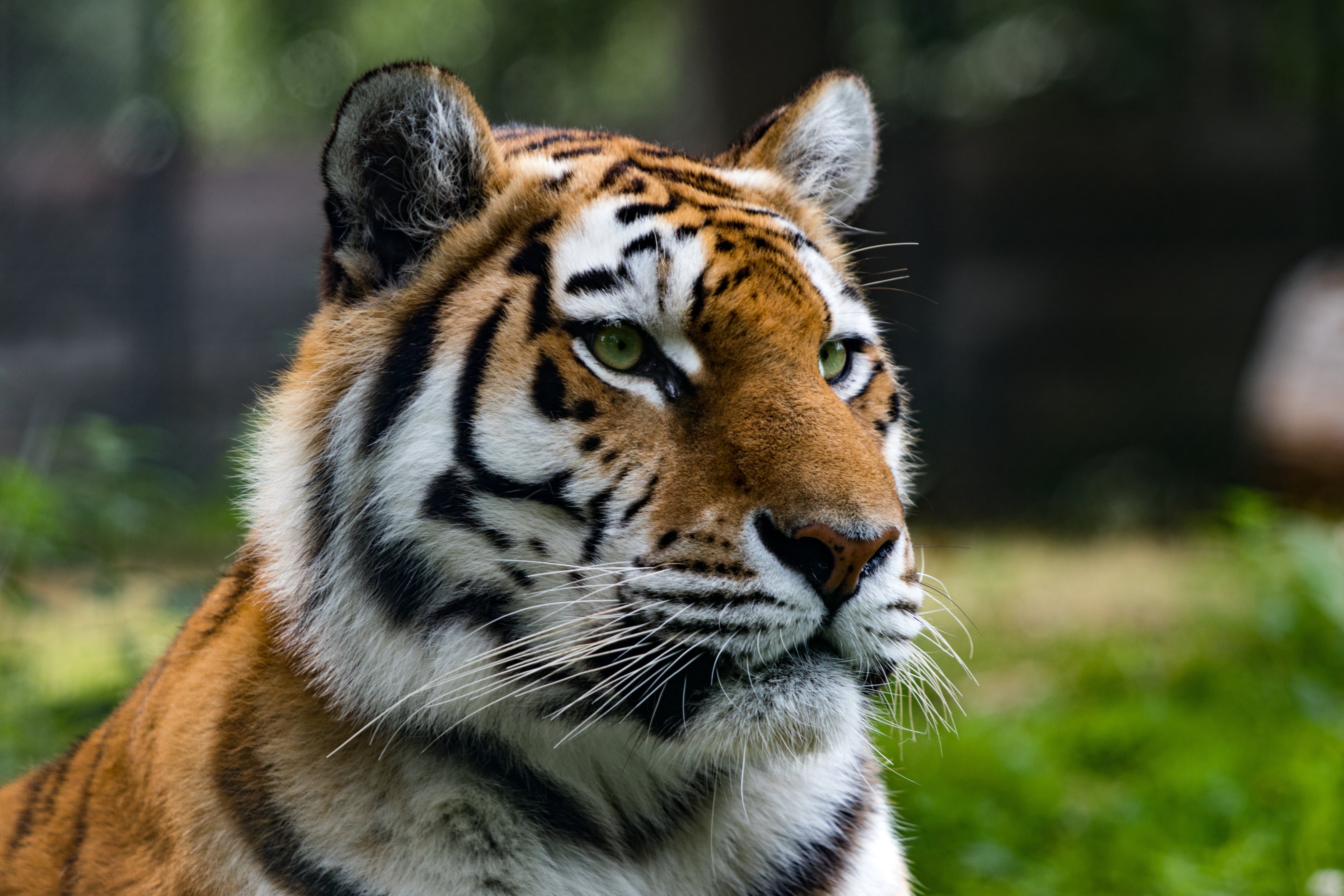 La figura del tigre funciona como metáfora del poder y de los desafíos extremos
