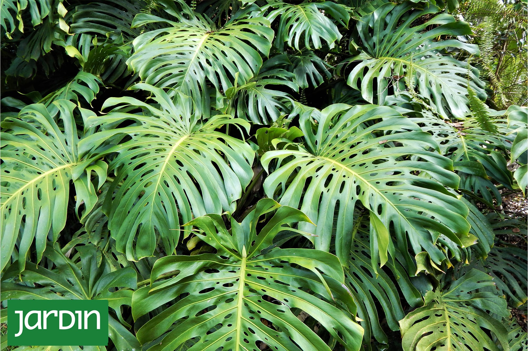El jardín cambió de protagonista: ahora las hojas se llevan todas las miradas