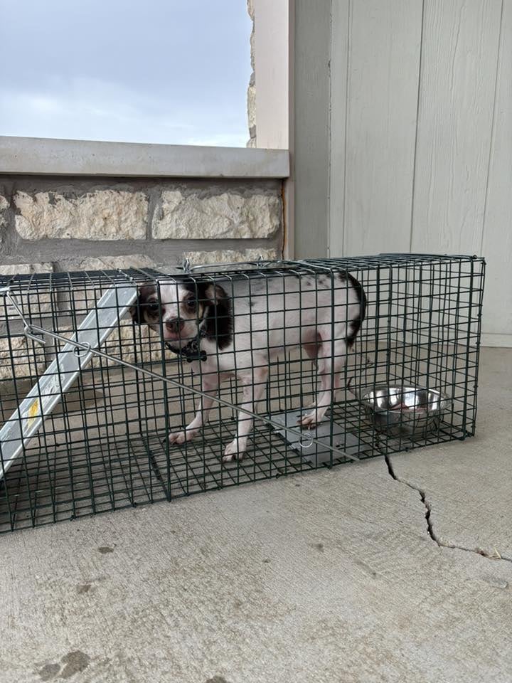 Con su cama y sus juguetes, la abandonaron en un cementerio y pasaron varios días hasta que alguien la vio: “No podían cuidarla”