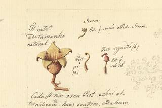 Conocé a los personajes que dejaron una huella en la historia de la botánica