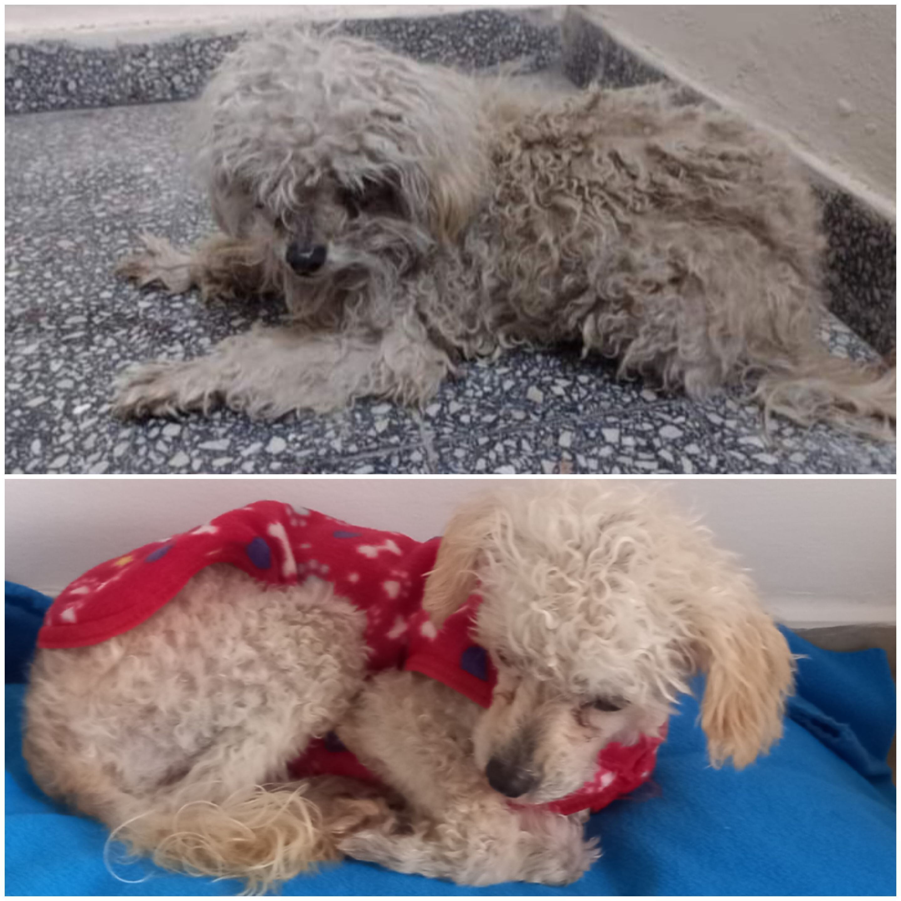 Julito fue rescatado de un patio en condiciones deplorables.