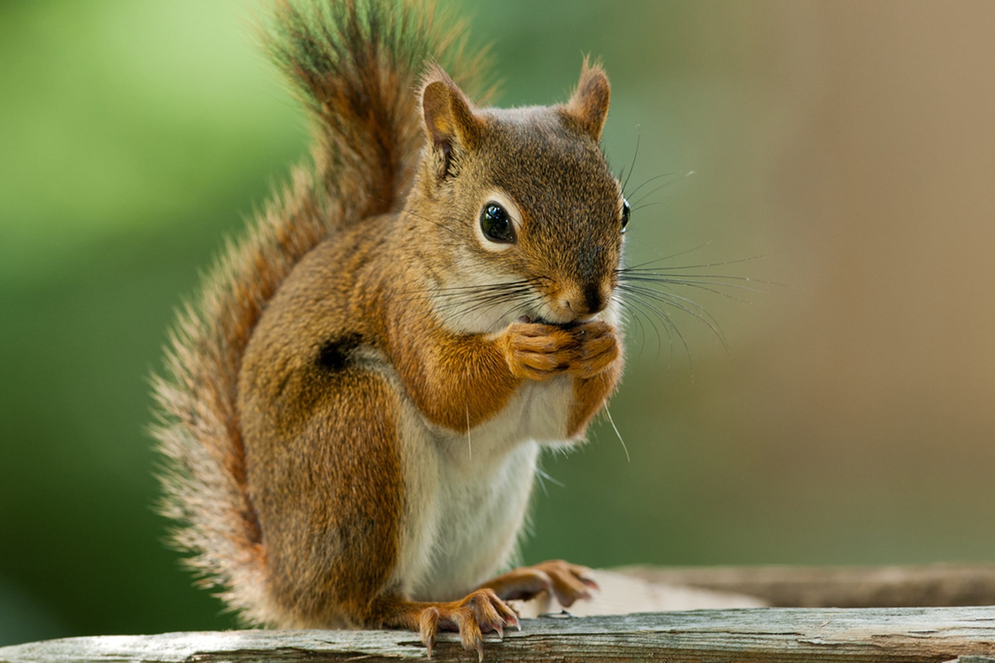 Muchos barrios cerrados tienen plagas de ardillas que dañan los cables de la zona