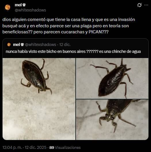 “Explosión demográfica de chinches agua”: qué son los insectos que aparecieron en balcones del AMBA y cuándo desaparecerá