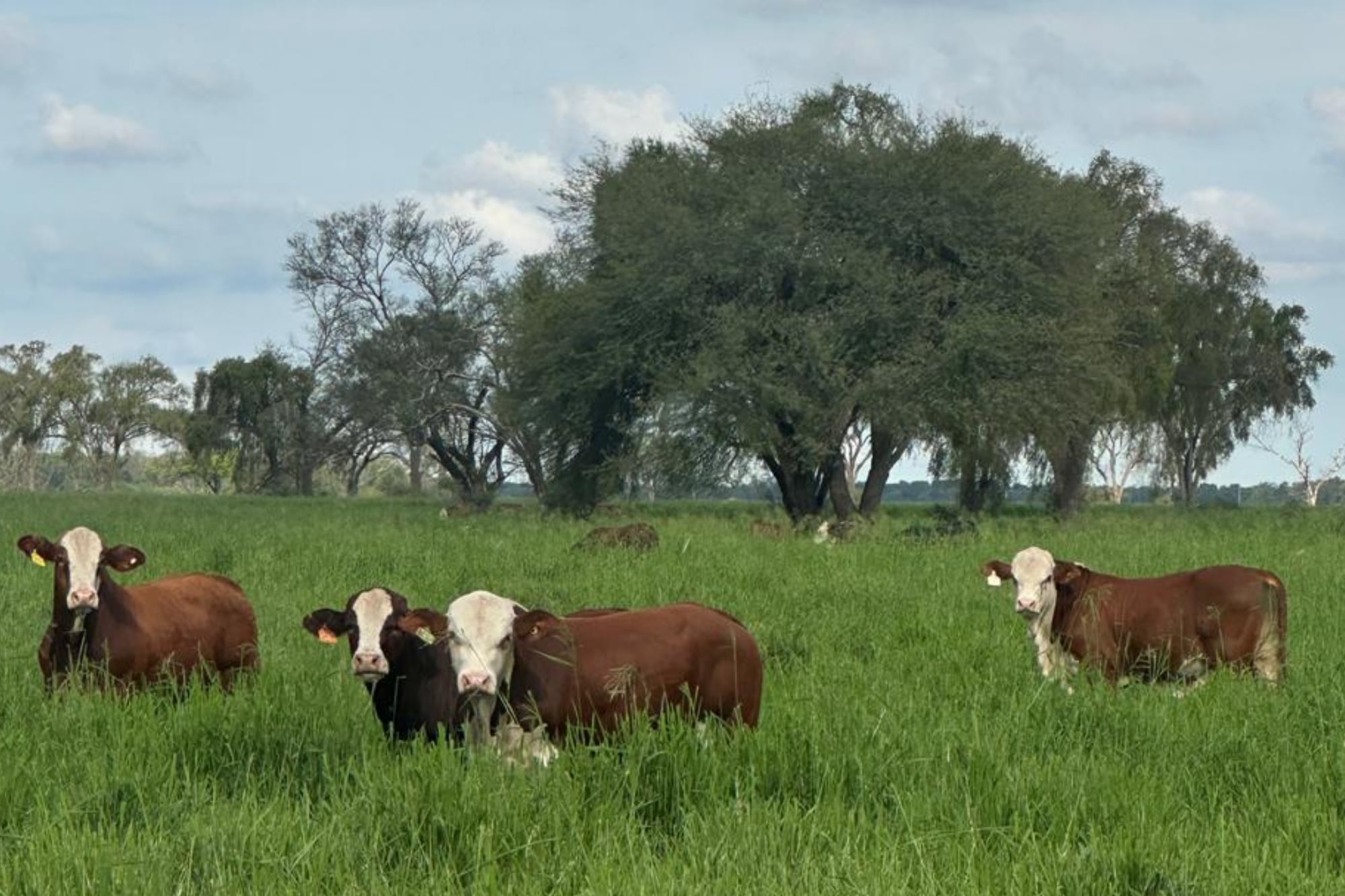 Joya productiva del norte: Santiago del Estero tuvo con el agro su mayor exportación de los últimos diez años