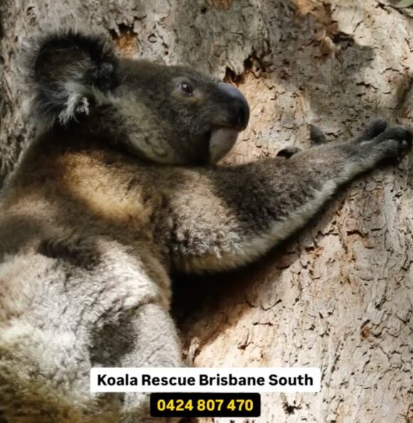 El koala fue liberado en una zona protegida (Foto: Facebook Koala Rescue Brisbane South Inc.)