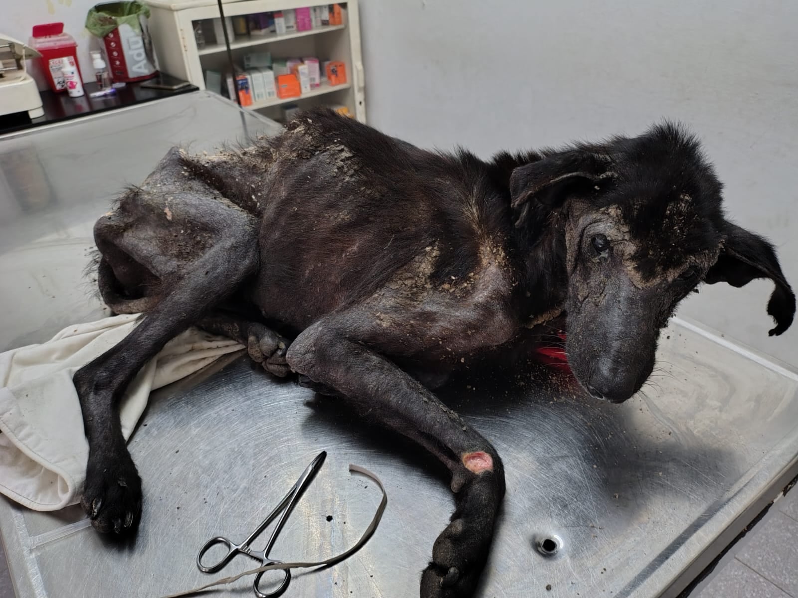 Abandonado sobre basura, lo rescataron a tiempo para ir a la veterinaria pero el diagnóstico fue devastador: “Este perro está entregado”