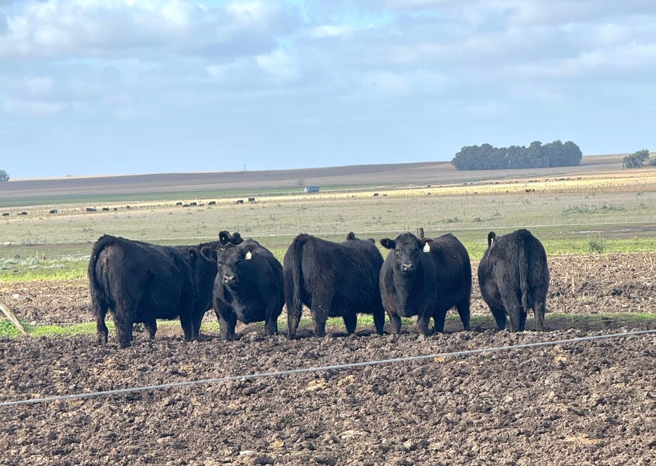 En el campo tienen objetivos claros para la producción