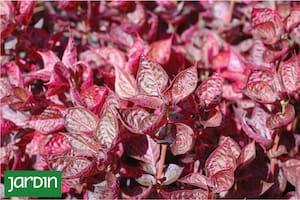 Las plantas con hojas o frutos de color bordó y dónde ubicarlas para tener éxito