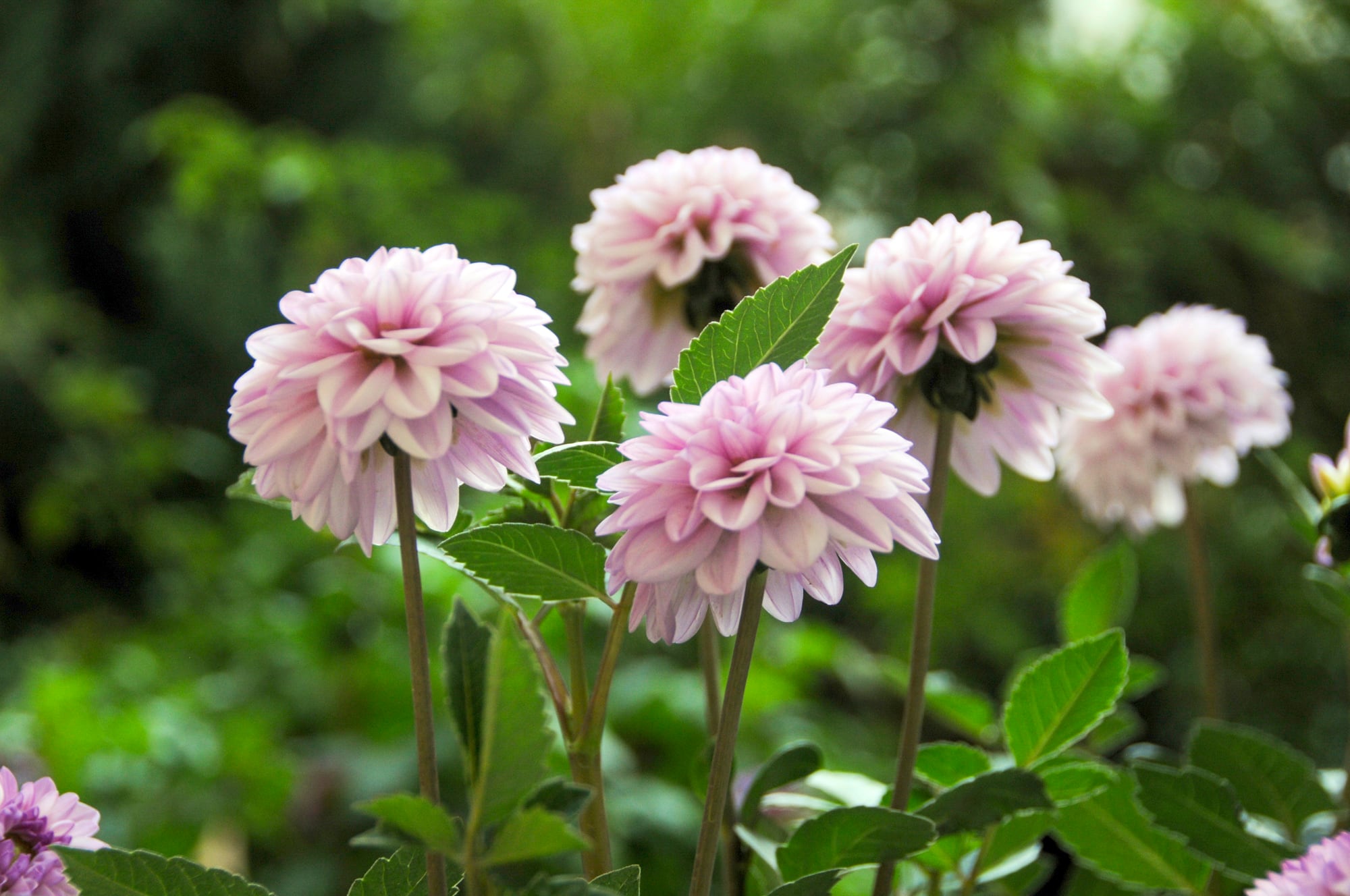 Las dalias llenan el jardín de flores durante todo el verano