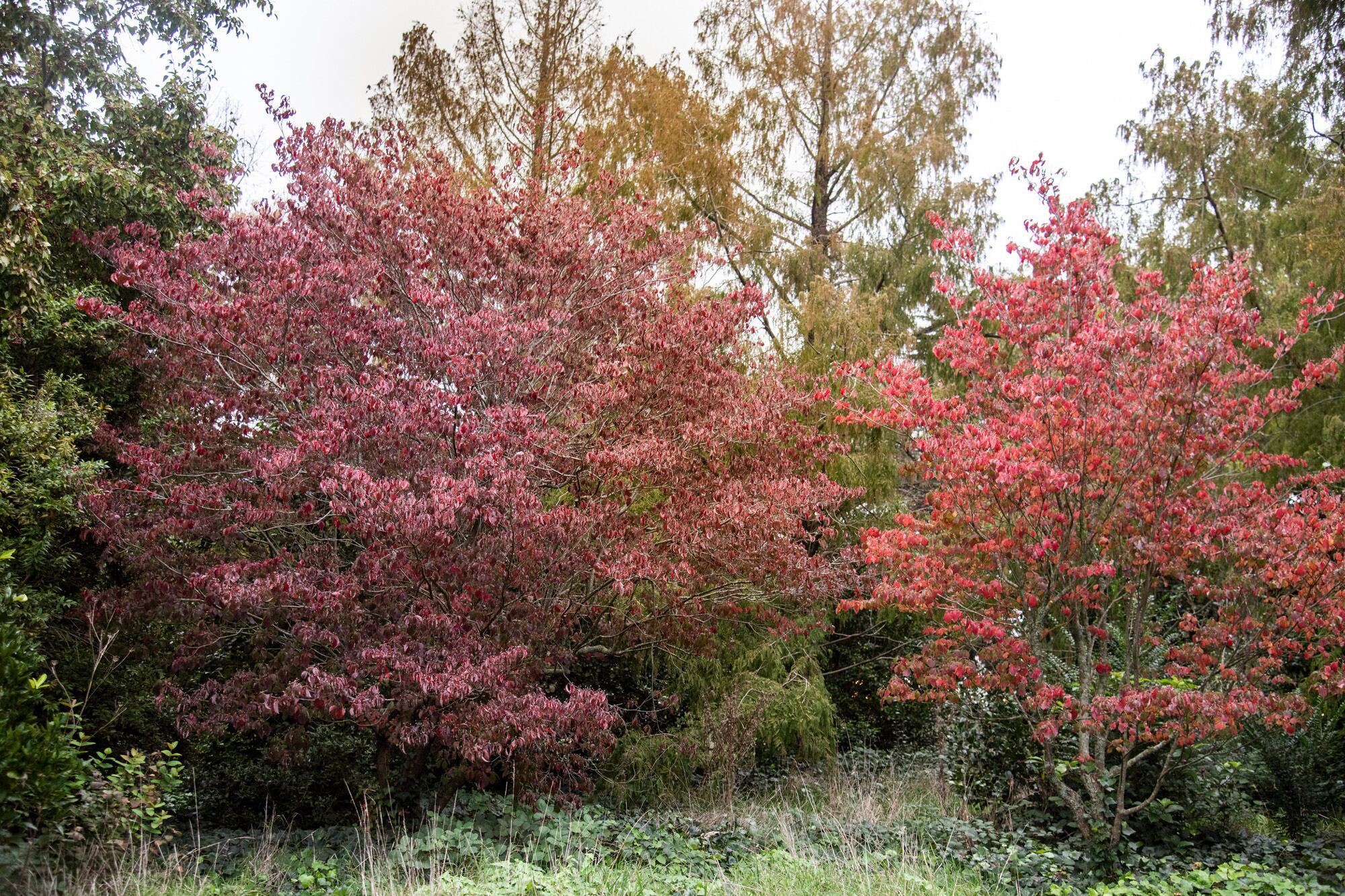 El otoño escribe su propio diseño natural en jardines, patios y terrazas