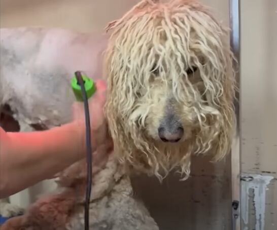 Debieron trabajar horas para poder quitarle todo el pelaje enredado y sucio (Captura: The Dodo)