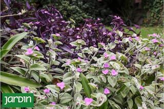 10 especies fáciles y vistosas que crecen sin pedir permiso