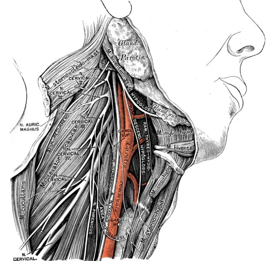 El nervio laríngeo se fue estirando con la evolución.