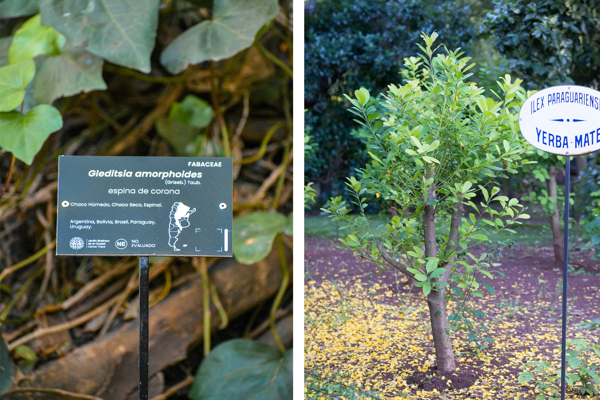 La planta de yerba mate que crece en el jardín, uno de los logros de Thays