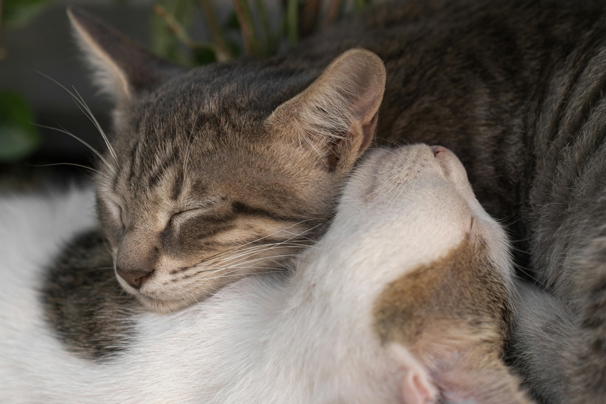 ¿Cómo se despiden los gatos antes de morir?: las señales para reconocer sus últimos días