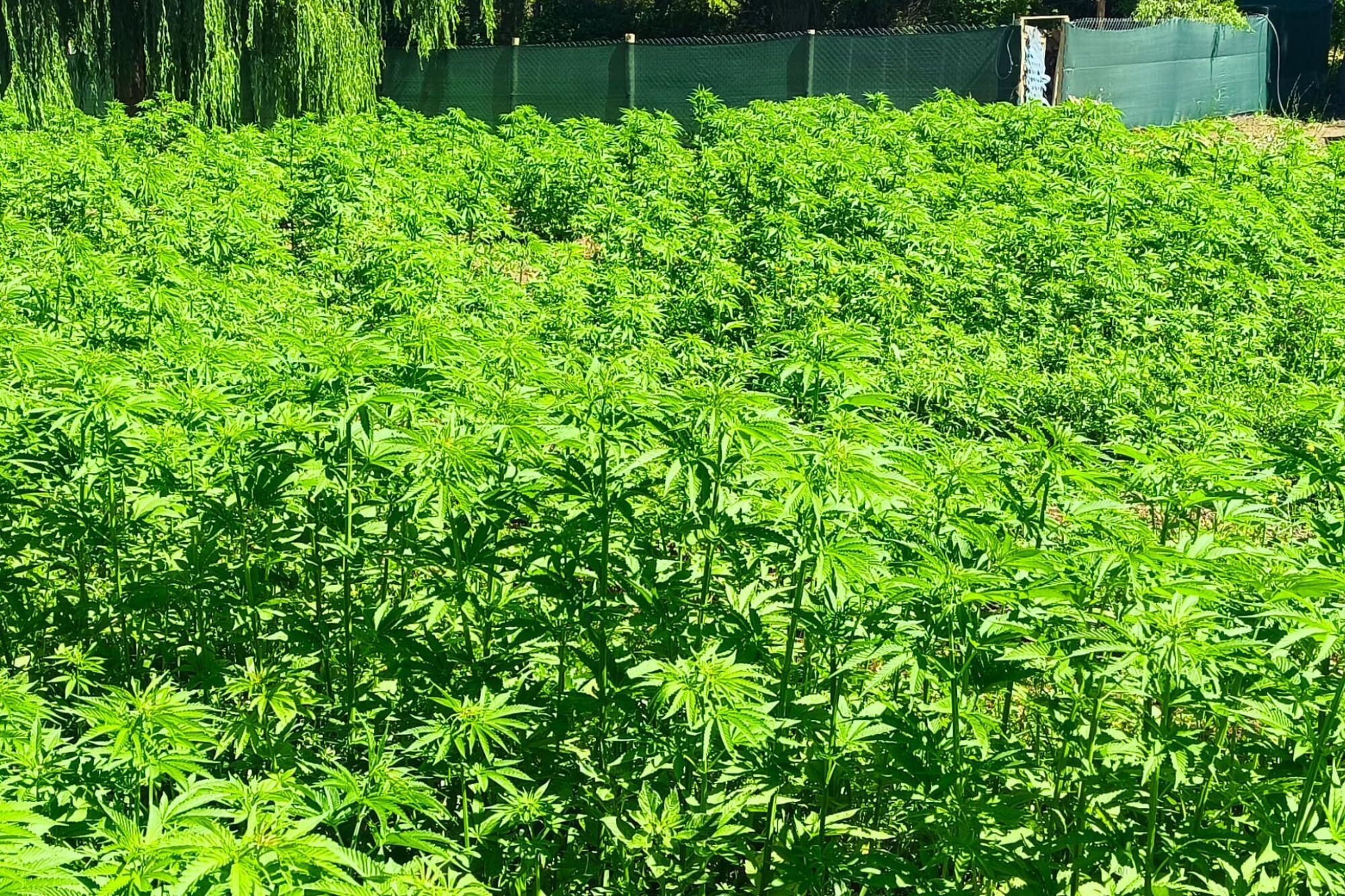 La versatilidad del cáñamo permite pensar incluso en múltiples posibilidades para la industria: a partir de su fibra se pueden fabricar placas, ladrillos ecológicos, revestimientos interiores y exteriores, aislantes térmicos y acústicos, entre otros