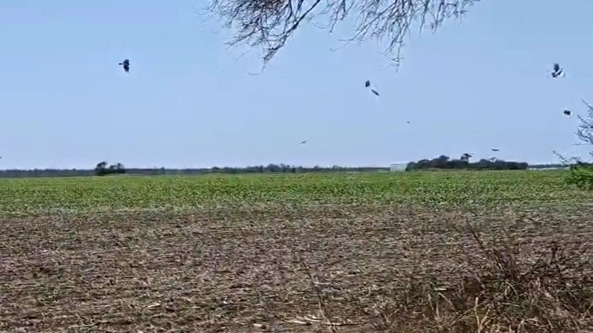 Cada vez hay más sobrepoblación de palomas en Santa Fe