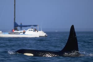 Las posibles razones de los crecientes “ataques” de grupos de orcas contra embarcaciones