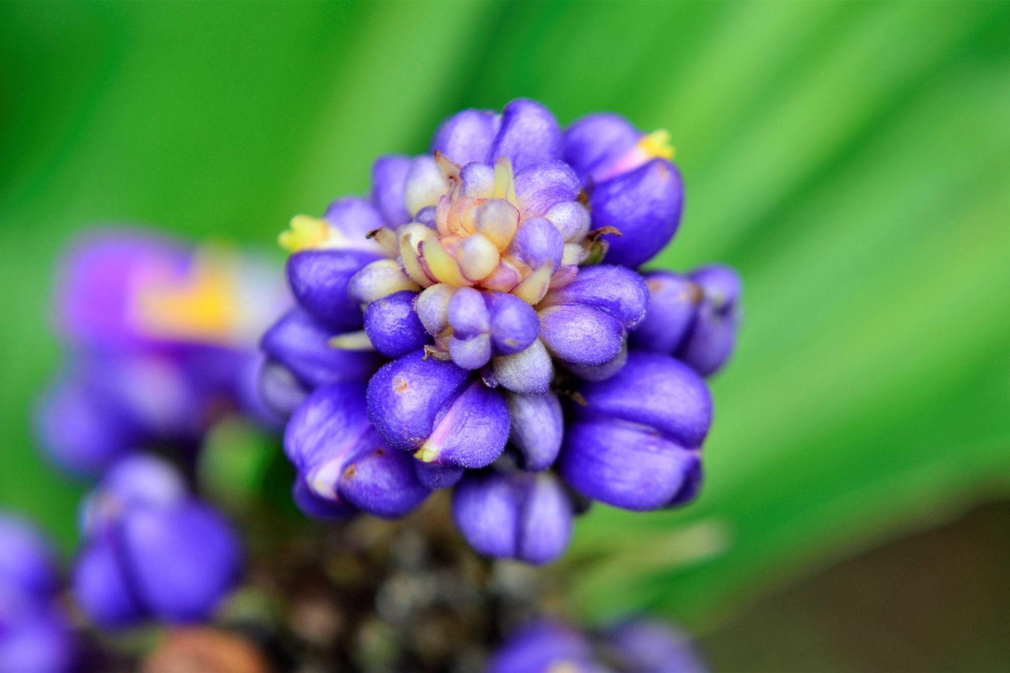 Jengibre azul: las virtudes de la planta tropical que muchos confunden con una especia, pero no se come