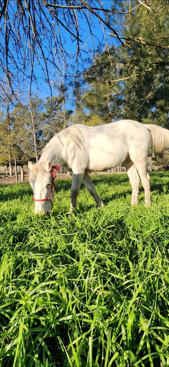 Hummus se recuperó favorablemente pero todavía tiene un largo camino por recorrer.