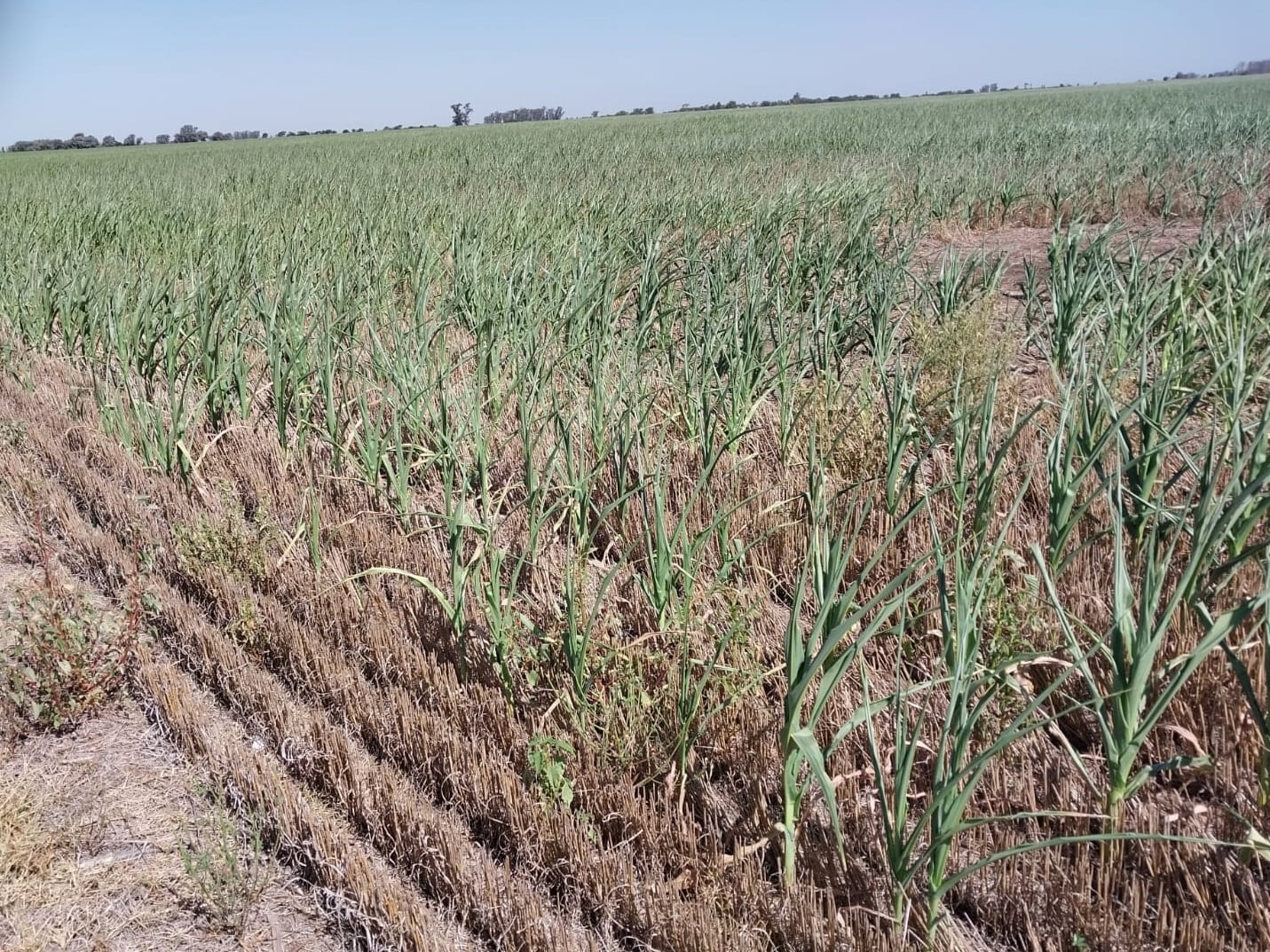 Fuerte impacto: un informe advierte que por la sequía se perderán casi US$3500 millones