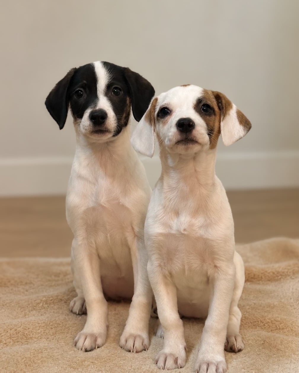 Las dos cachorras permanecen al cuidado de Patitas al Rescate (Foto: Instagram @patitasalrescate)