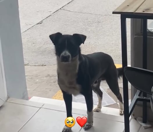 El inesperado cliente de una cafetería en Jujuy que todas las mañanas aparece a la misma hora: “Lo queremos mucho” 6 Buddys se volvió muy popular en el barrio (Foto: @deligocafe)