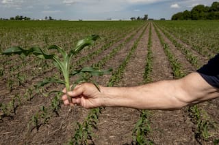 Estrategias, genética y soluciones integradas para maximizar el rendimiento en maíz tardío